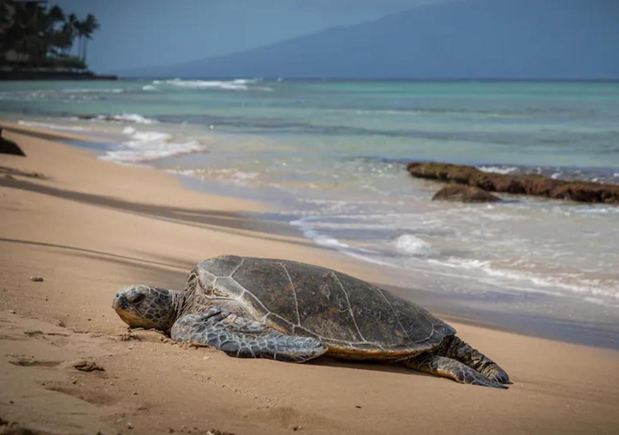 Central Kihei Gem! 3-Min Walk To The Beach & Shops Wailea  Ngoại thất bức ảnh